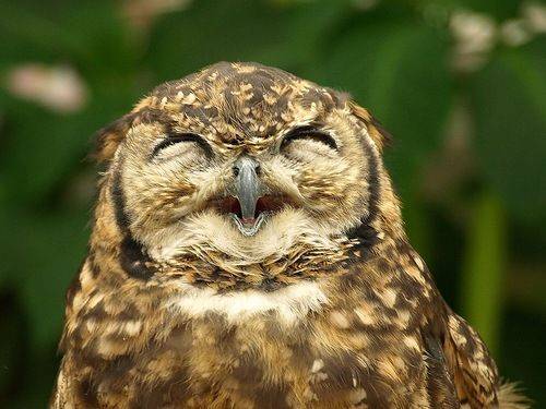 owl smiling