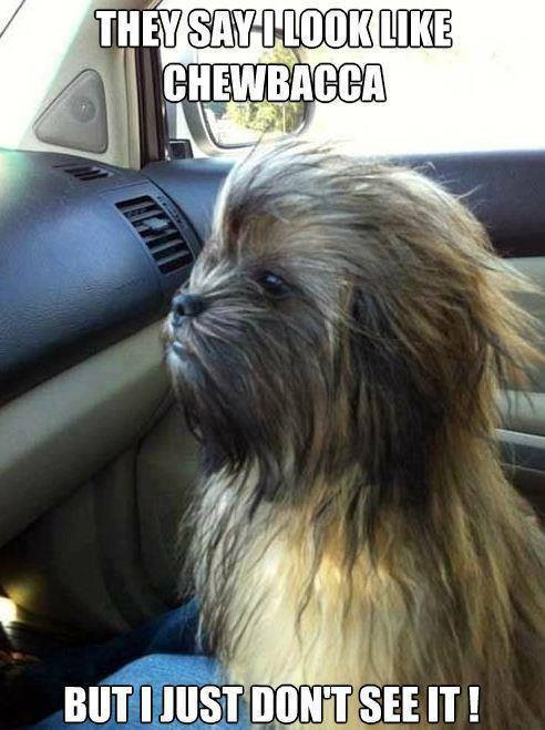 chewbacca dog belt - They Say I Look Chewbacca But I Just Don'T See It!