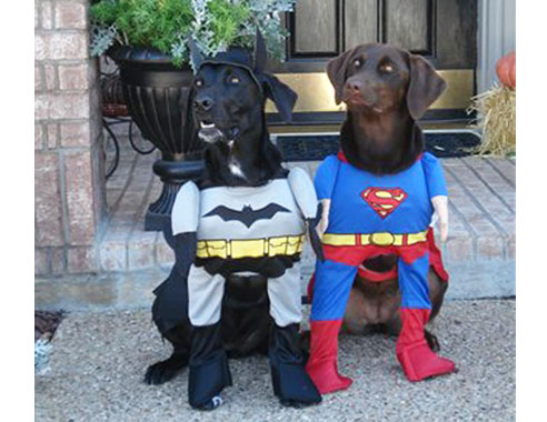 Super dogs