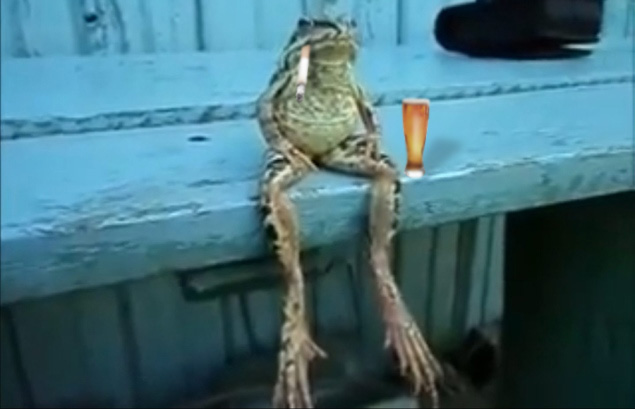 Frog Sits Like Human