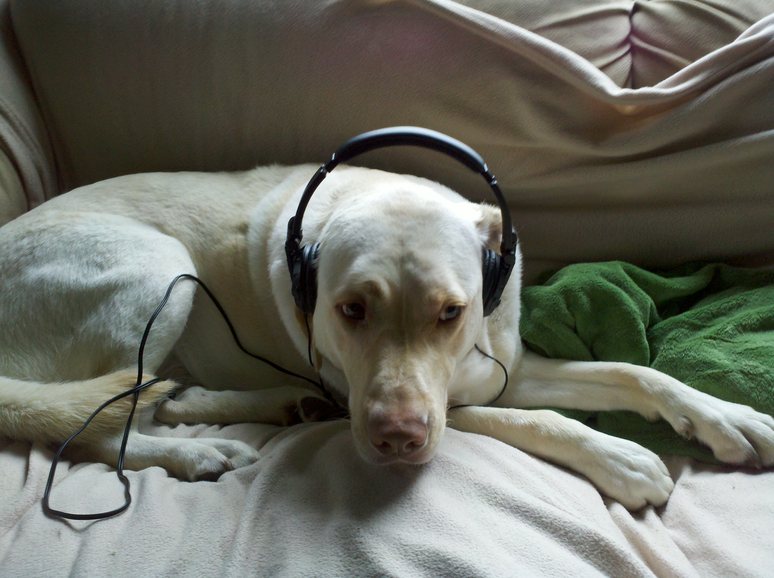 dog wearing headphones