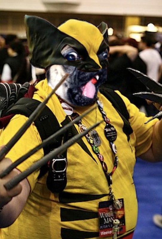 Cosplayers as Pugs. You're Welcome.