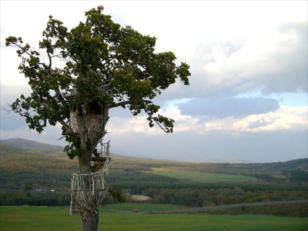 31 Tree Houses That Make The Canopy Comfy