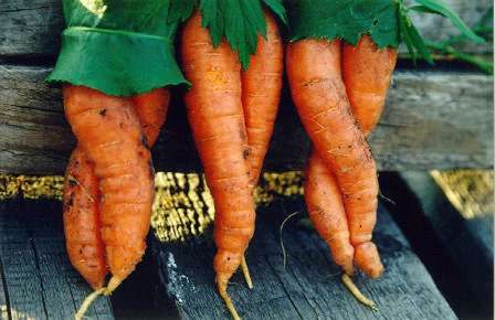 carrot leggz