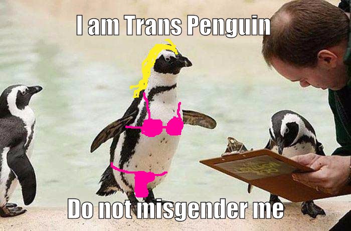 Trans Penguin is not messing around!!