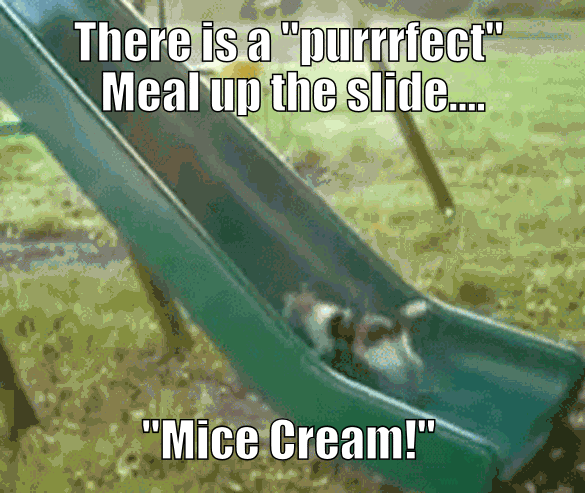 Mice up slide. yumy (cats point of vew)