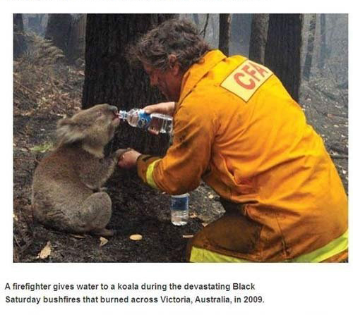 australian bushfires 2009 - A firefighter gives water to a koala during the devastating Black Saturday bushfires that burned across Victoria, Australia, in 2009.