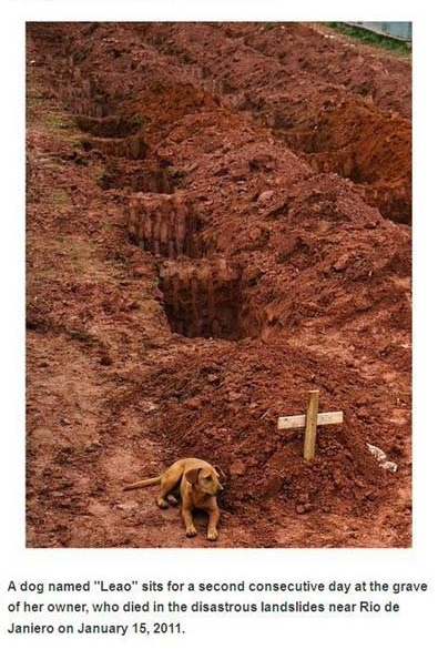 cristina maria cesario santana - A dog named "Leao" sits for a second consecutive day at the grave of her owner, who died in the disastrous landslides near Rio de Janiero on .