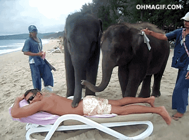 elephant massage gif - Ohmagif.Com