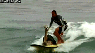 alpaca surf gif - Senorgif.Com