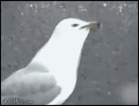 seagull choking on hot dog gif - 4GIFS.com