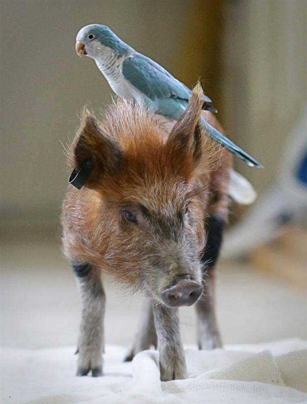 30 Completely Unlikely But Real Animal Friendships