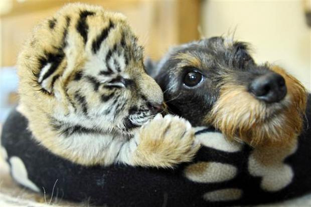 30 Completely Unlikely But Real Animal Friendships