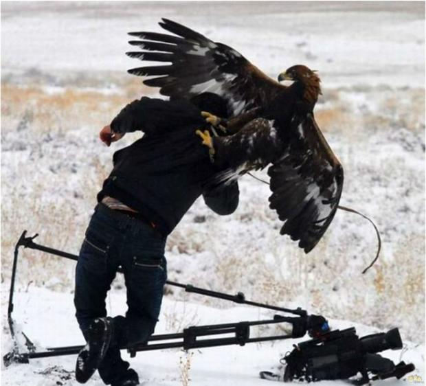 hawk attacking the cameraman