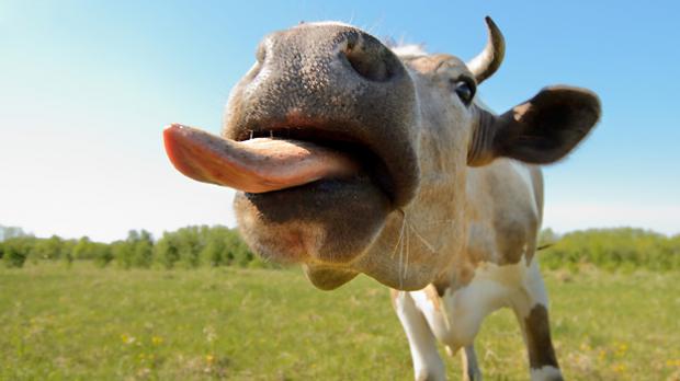 cow tongue attack!