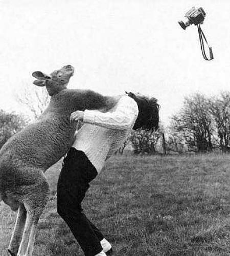 kangaroo attacking the camera-person