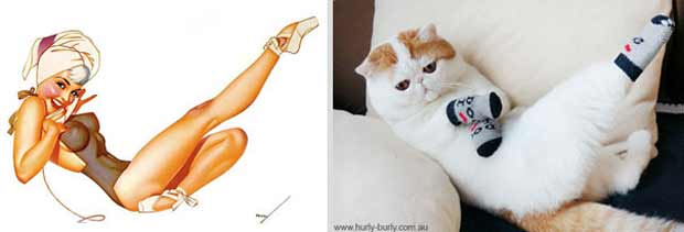 cats posing like models -