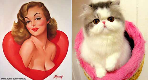 pin up cats - Proy