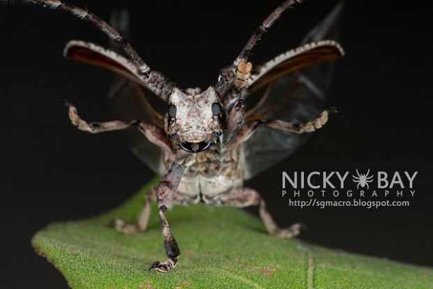 Insect Macro Photography