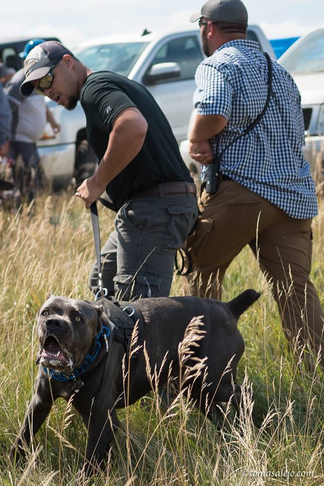 MERCENARIES JUST ATTACKED DAKOTA PIPELINE PROTESTERS WITH DOGS & PEPPER SPRAY