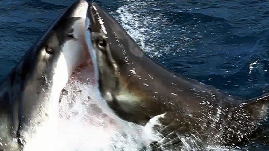 A shark attack is an attack on a human by a shark. Every year around 75 attacks are reported worldwide.