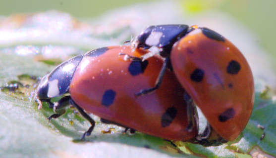 Other cultures presume having a ladybug land on you brings good luck, or that whatever a ladybug lands on will be replaced with an improved version.