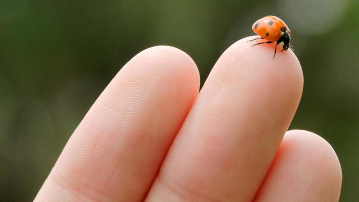 The ladybug's distinctive spots also contribute to the symbolism surrounding the insect