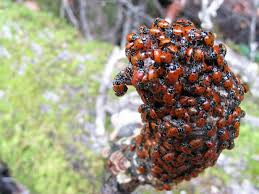 In the Middle Ages, European Christian societies believed the beetle's spots represented the Seven Sorrows of Mary, according to Catholic Answers Forum.