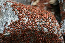 After the farmers prayed to the Virgin Mary to protect their crops, ladybugs supposedly appeared to defend the crops.