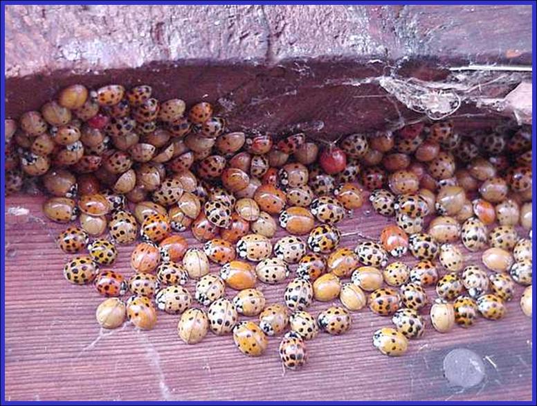 The farmers called the bugs "Beetles of Our Lady," which evolved into "ladybugs"