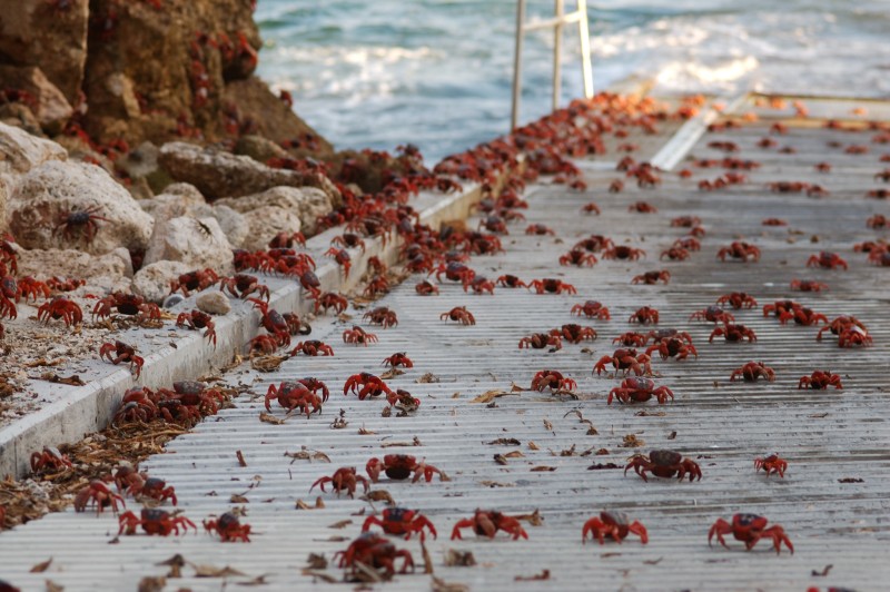 christmas island crabs