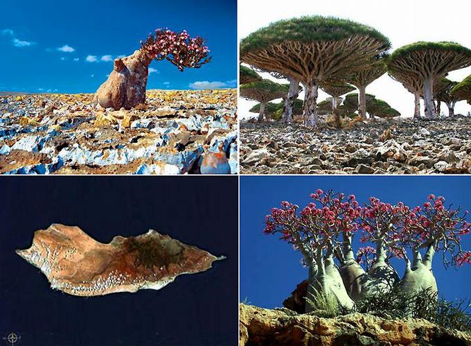 socotra island