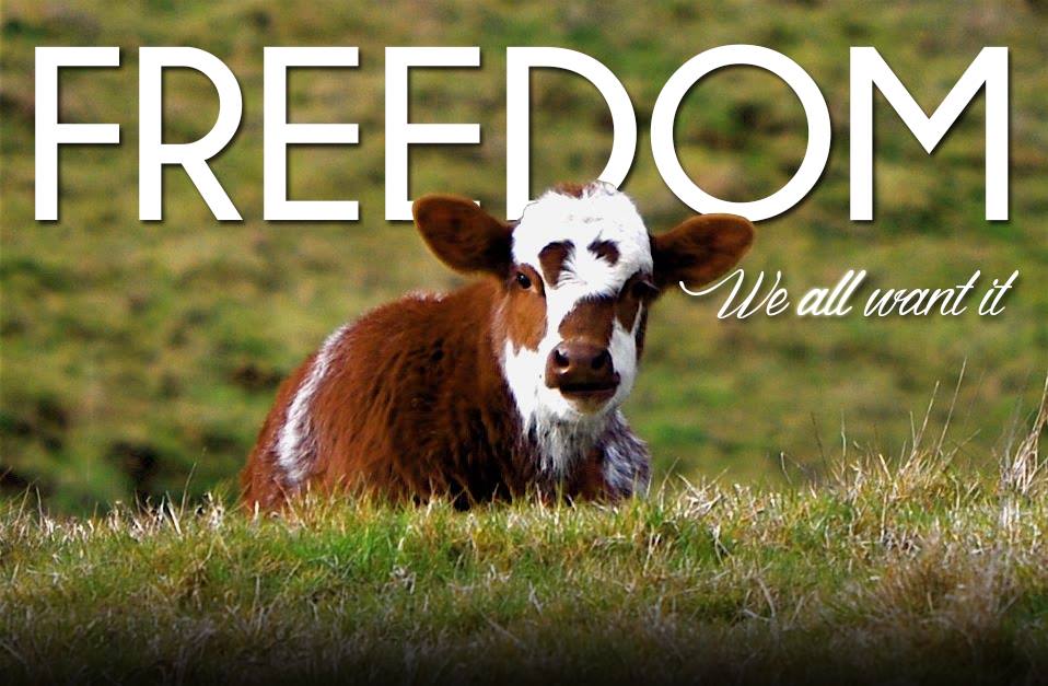 Animals are friends, not food. And they don't belong on our plate