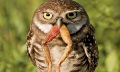 Picky owl does not aprove