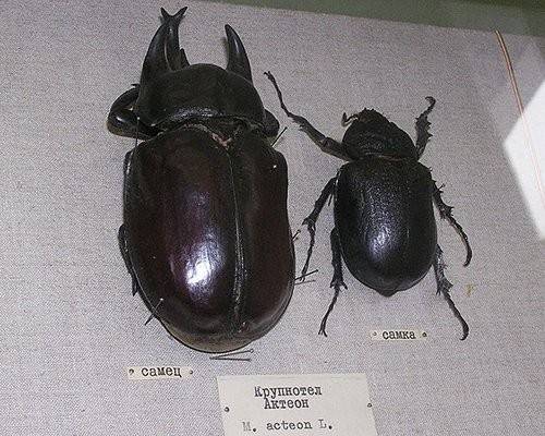 Acteon beetle