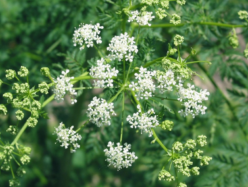 Poison Hemlock (Conium maculatum), best known as the plant that ended the life of Socrates, needs no other introduction