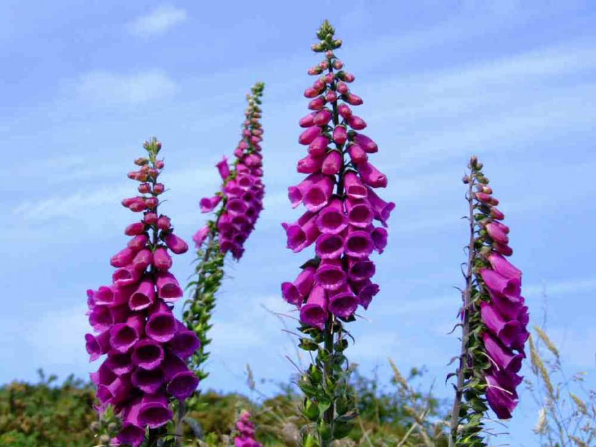 Foxglove (Digitalis purpurea) fits squarely into the 'times change' category. A native European plant that once ranked as a prized ornamental plant when it was first imported by the early colonial settlers, this now ranks as a weed because it grows aggressively in the wild.