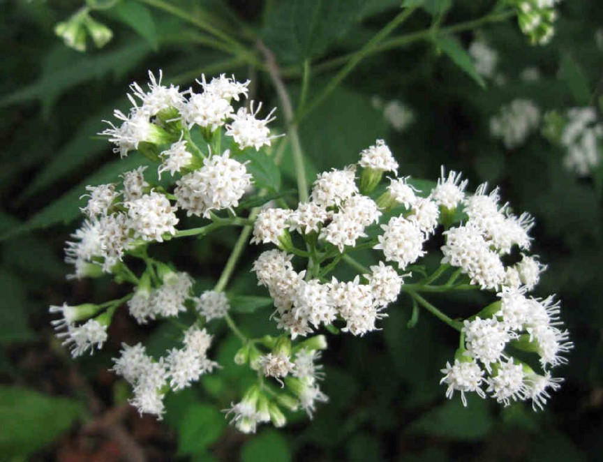 White snake root (Ageratina altissima), the plant most famous for allegedly causing the death of President Lincoln's mother, grows in many areas of North America. Small white, inconspicuous flowers make the plant easy to overlook. That would be a mistake.