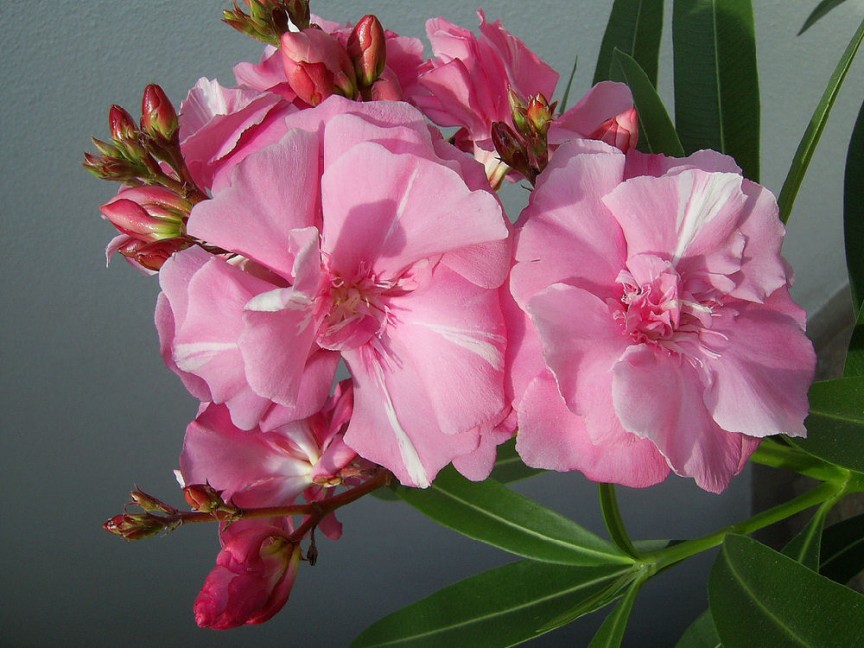 Beautiful flowers might be the only thing going for Oleander (Nerium oleander). A small shrub or tree commonly used as an ornamental in the yard contains a toxin called Cardenolide Glycosides Pose, and it represents both a passive and active danger to human life and health.