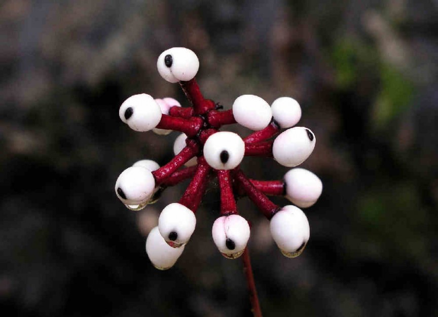 The woods have eyes and White Baneberry, better known as Doll's eye, are proof. The plant produces some pretty white flowers that transform into full-grown berries. They create an illusion of eyes in the woods, and they grow like weeds, in most open areas of the East Coast.