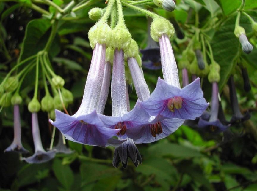 With a name like angel's trumpets, this flower sounds downright enchanting. Naive people who consume the plant, however, might very well experience the coming of angels. It's a native South American plant that now grows freely in the wild across North America.