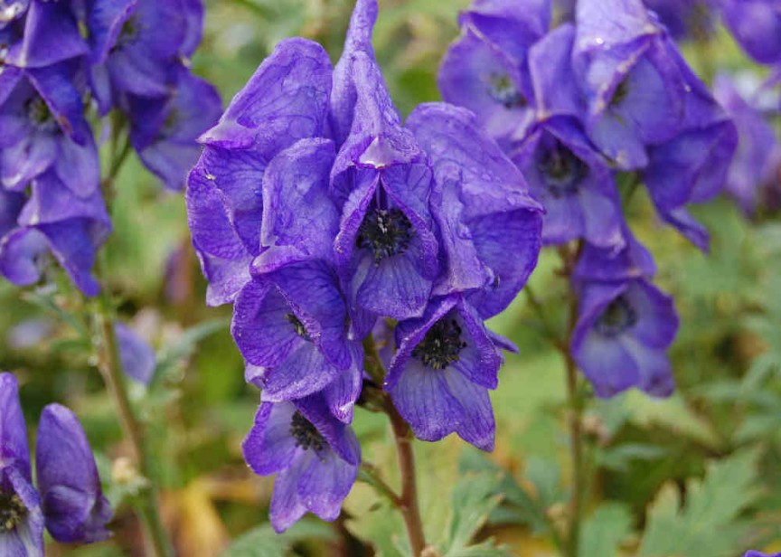 On any sunny summer's day, mountain hikers in the northern hemisphere might cross paths with some beautiful purple flowers. In the case of Wolfsbane, or Devil's Helmet, the beauty is only skin deep.