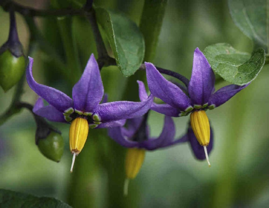 With names like Deadly Nightshade and Devils Berries, nobody should be in any doubt about the nature of these nasty flowers. True to its name, the entire plant contains deadly poisons called Tropane alkaloids.