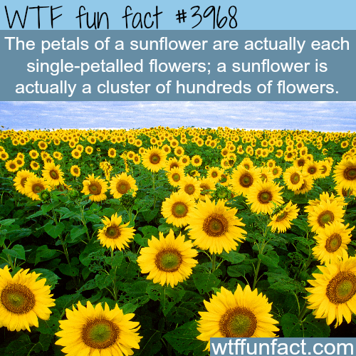 interesting  & funniest facts you would wanna know