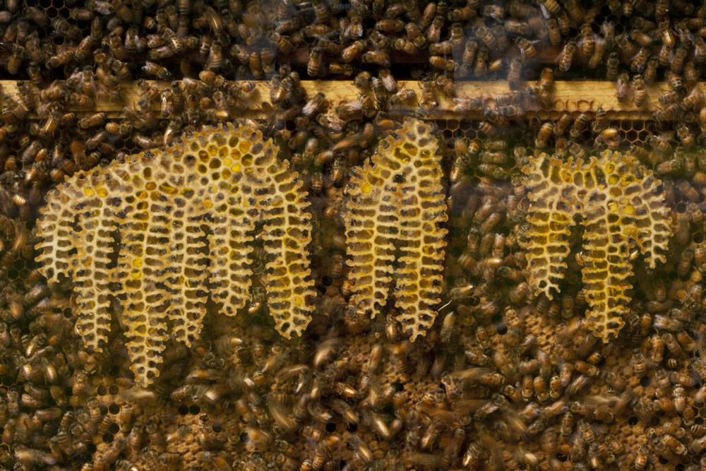 Since April 2014, beekeepers lost 42.1 percent of their colonies, the second highest loss rate in nine years, according to an annual survey conducted by a bee partnership that includes the U.S. Department of Agriculture.