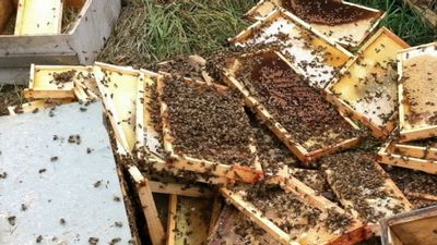 "What we're seeing with this bee problem is just a loud signal that there's some bad things happening with our agro-ecosystems," said study co-author Keith Delaplane at the University of Georgia. "We just happen to notice it with the honeybee because they are so easy to count."