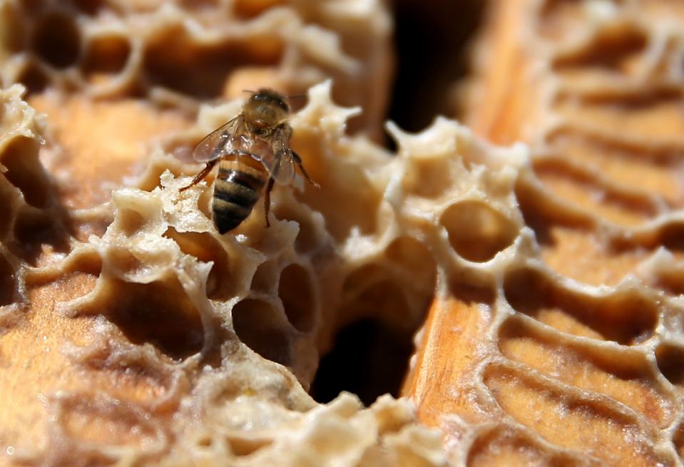 But it's not quite as dire as it sounds. That's because after a colony dies, beekeepers then split their surviving colonies, start new ones, and the numbers go back up again, said Delaplane and study co-author Dennis vanEngelsdorp of the University of Maryland.