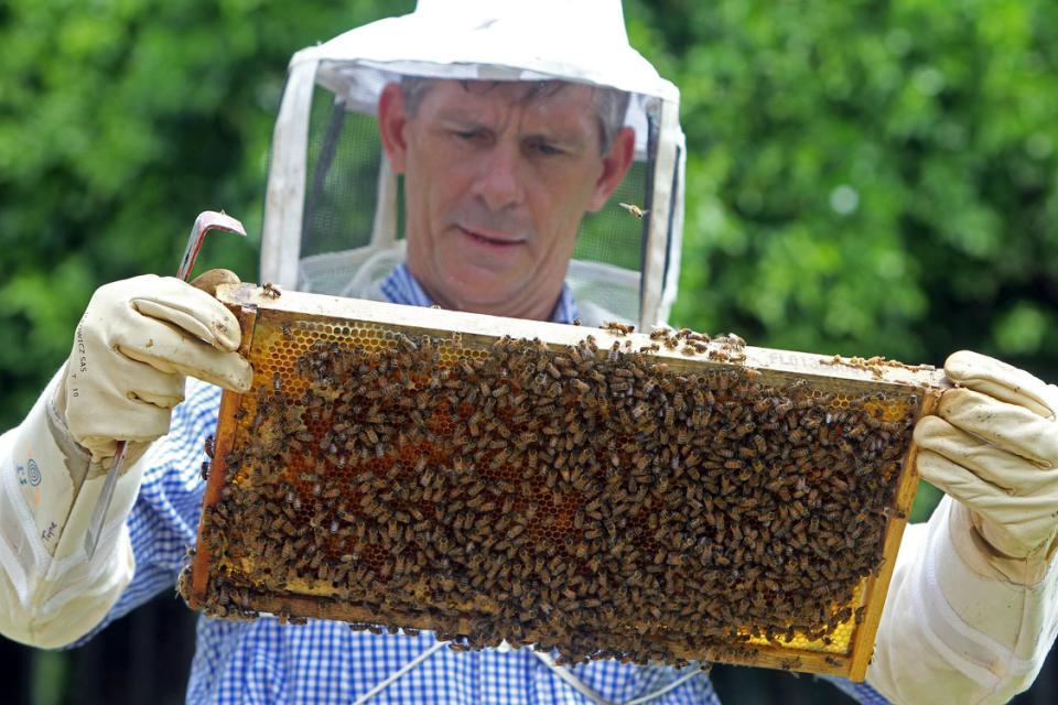 Oklahoma, Illinois, Iowa, Delaware, Maryland, Pennsylvania, Maine and Wisconsin all saw more than 60 percent of their hives die since April 2014, according to the survey.