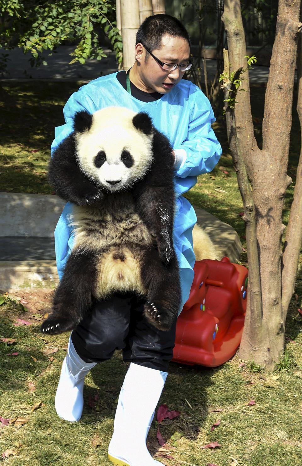 Police in southwestern China arrested 10 people for killing a female wild giant panda and buying and selling its parts, state media said Wednesday.