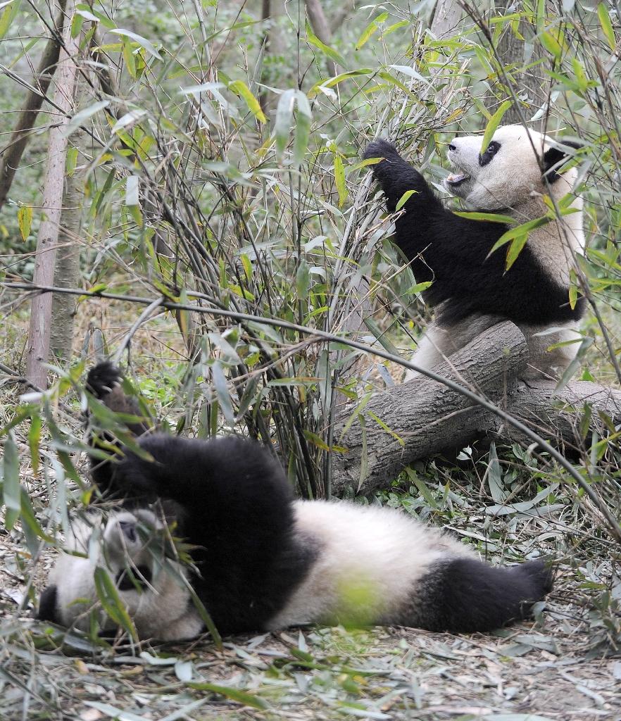 За поведением панды во время кормления. Панда охотится. Популяция панд. Панда в природе. Панды в дикой природе.